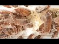 Porcellionides pruinosus ‘Orange Cream’ Feeding