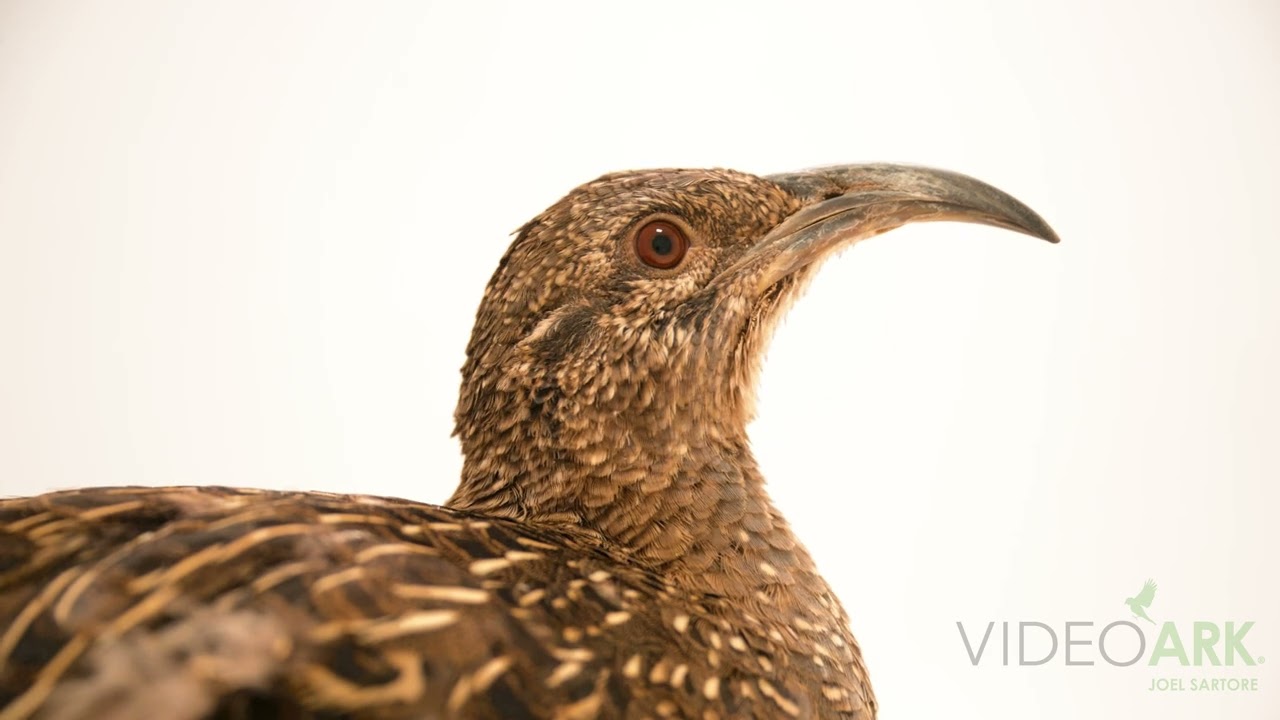 A Taczanowski's tinamou (Nothoprocta taczanowski) at Zoologico UNSAAC in Cusco, Peru.