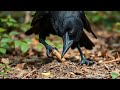 Ravens Intelligence: How Smart Are Ravens Really @lucidjournal