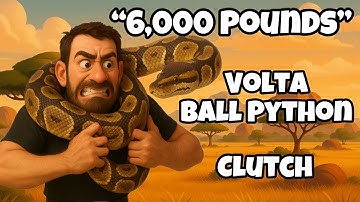 2025 Clutch #20 - “Volta Clutch” Egg Cutting- Breeding Ball Pythons #ballpython #python #reptiles