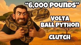 Celebrity 2025 Clutch #20 - “Volta Clutch” Egg Cutting- Breeding Ball Pythons #ballpython #python #reptiles Net Worth