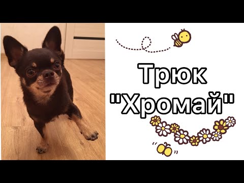 Учим собаку Хромать по команде/Дрессировка собак/ Трюк Хромай)))