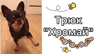 Учим собаку Хромать по команде/Дрессировка собак/ Трюк Хромай))) Учим собаку Хромать по команде/Дрессировка собак/ Трюк Хромай)))