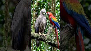 best friends eagle and red bird #best friend