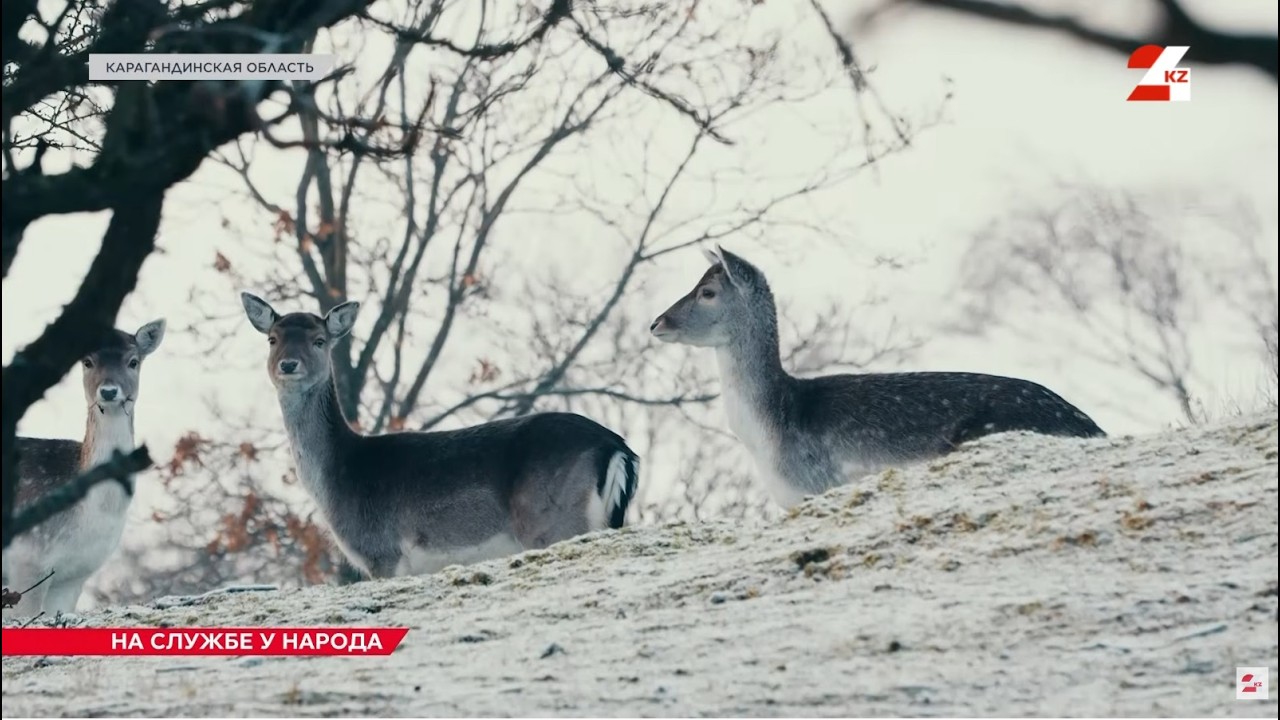 На защите сайги: работа инспекторов лесного хозяйства и животного мира | На службе у народа