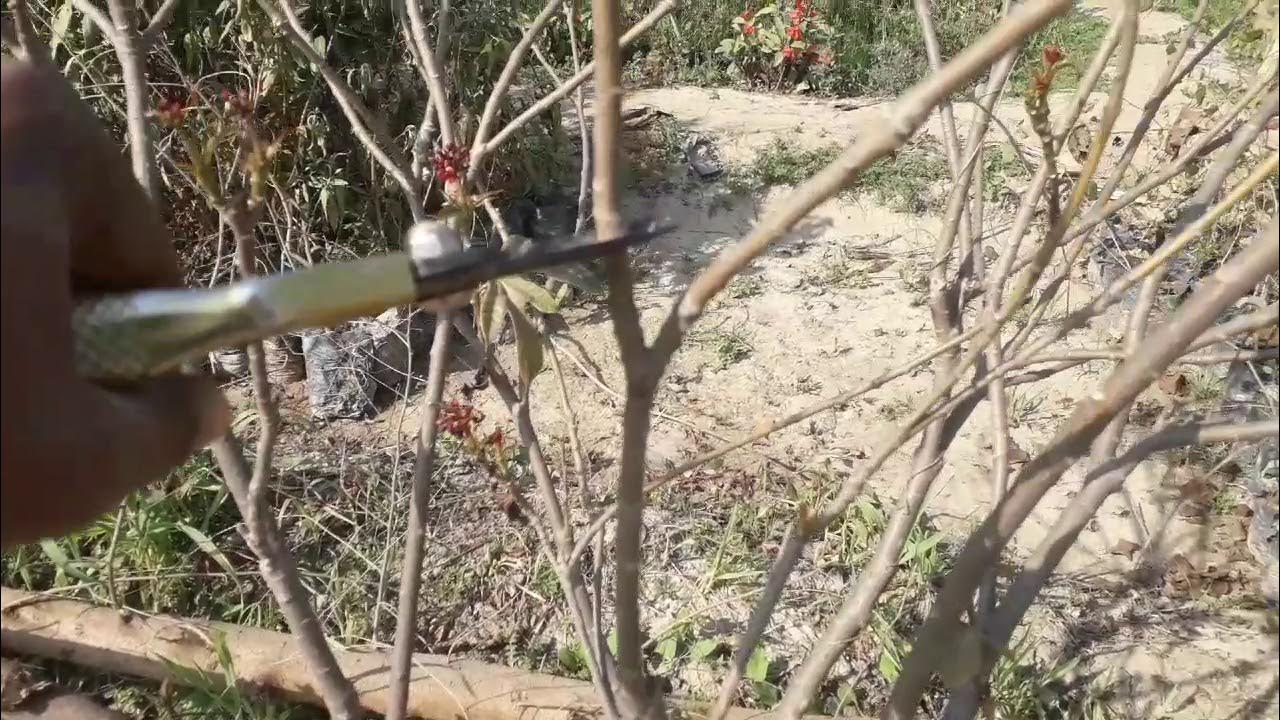 how to grow jatropha plant and pruning in urduprofessional gardening