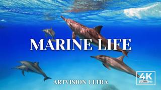 Colorful Ocean Life in 4K – Tropical Fish & Calm Underwater Flow | Live Vol.02 screenshot 2