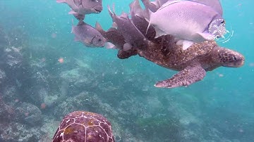 Spatial Ecology and Scientific Video on Galápagos Sea Turtles SESV