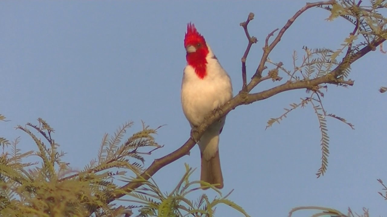 Cantos de pájaros Cardenal Esperanza Santa Fe Argentina Parte 1 2020