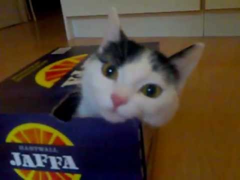 Kissa yrittää mennä laatikkoon
