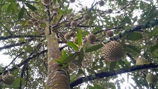 KEBUN DURIAN TERSUBUR DI MALAYSIA ‼️ Raup Untung ratusan juta #durianmusangking