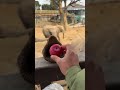 Why Do I Feel Like The Elephant S Trunk Is Staring At Me While I M Feeding It Feed The Elephant Why Do I Feel Like The Elephant S Trunk Is Staring At Me While I M Feeding It Feed The Elephant