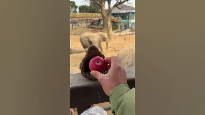 Why do I feel like the elephant's trunk is staring at me while I'm feeding it? Feed the elephant