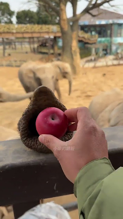 Why do I feel like the elephant's trunk is staring at me while I'm feeding it? Feed the elephant