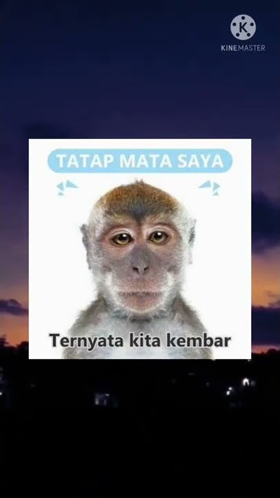 #memes#lucu#anying