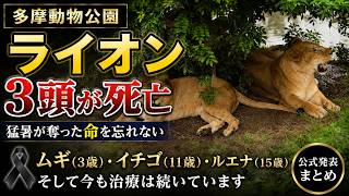 【追悼】多摩動物公園ライオン3頭が死亡…猛暑が奪った命を忘れない🦁