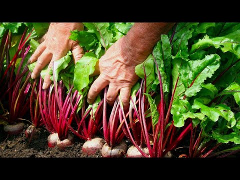 Video: Pag-aani At Pag-iimbak Ng Beets