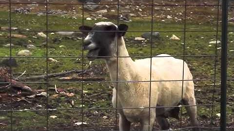 Dubstep Screaming Sheep