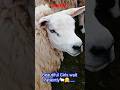 SHEEP SHEARING Time...🤗(Extra Link in Description!) #Shorts #sheepshearing