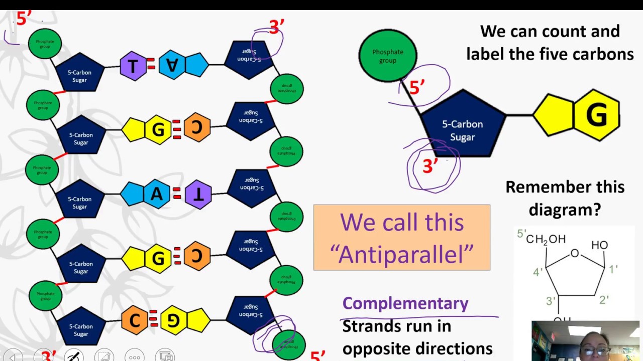 Dna Structure Ap Biology Level Youtube