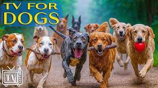 Dog TV: Relaxing Music &amp; Entertainment for Dogs Home Alone | All-Day Anti-Anxiety Relief for Dogs