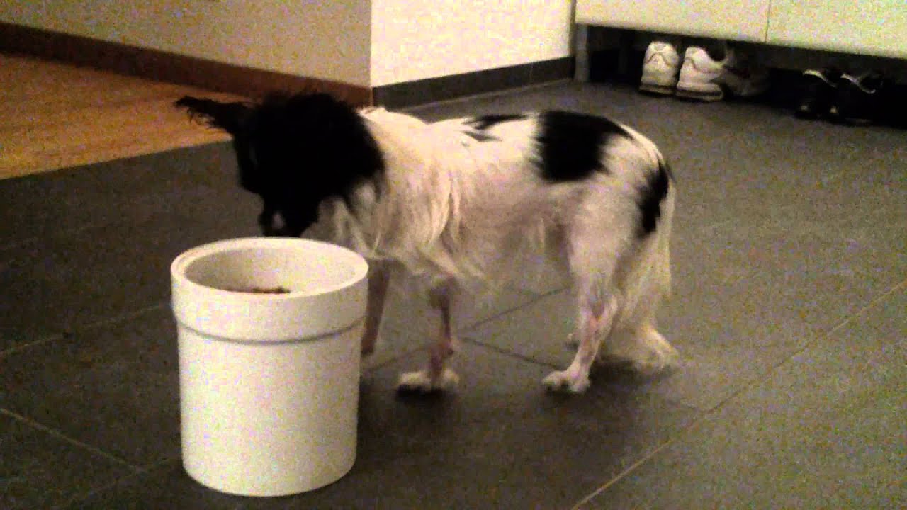 Amira's Blog: Amira klaut Futter (27.08.2012)