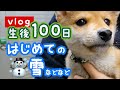 【豆柴】生後100日おめでとう&初めての雪&かみかみ欲発散のおもちゃ | VLOG 【子犬】- Happy 100 Days Shiba Inu Puppy