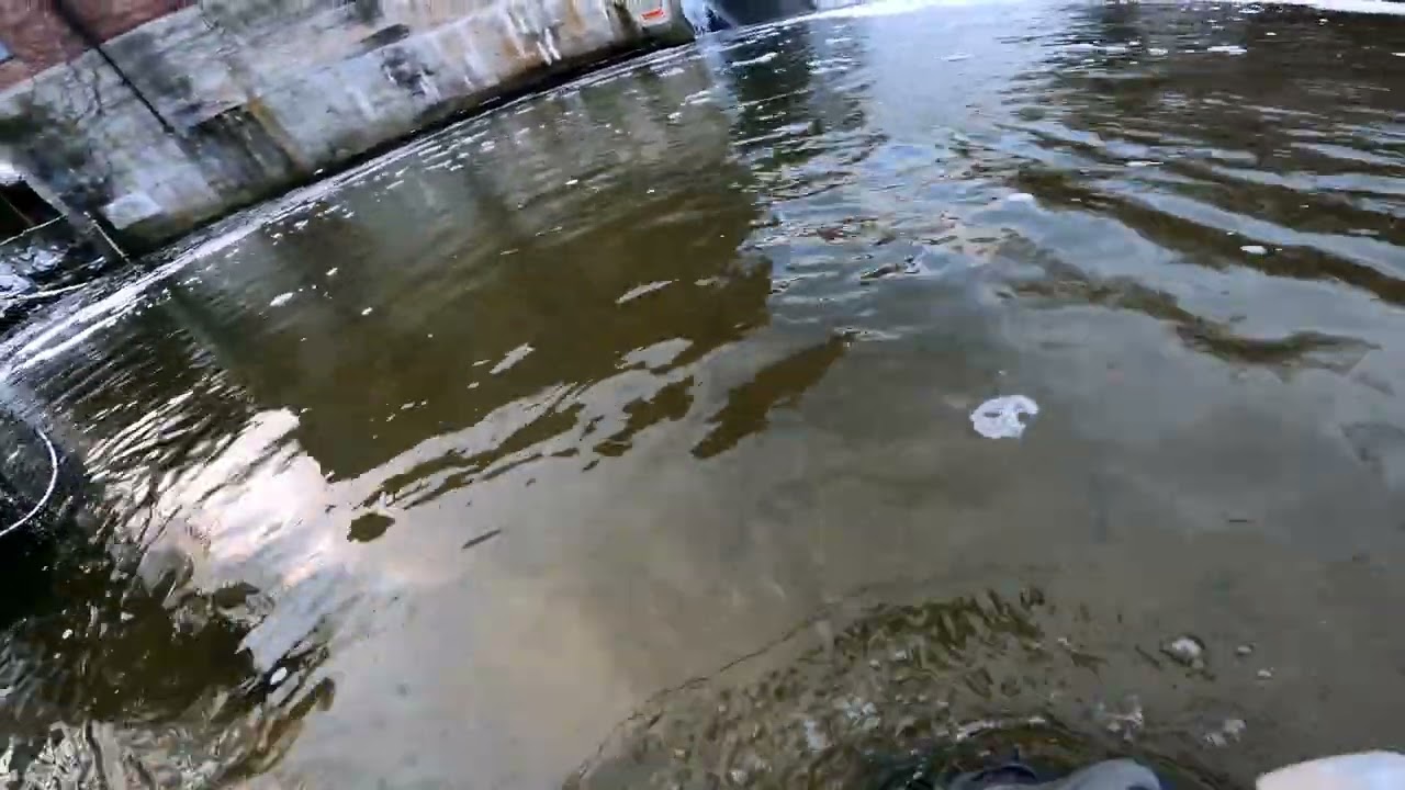 NY TRIBUTARY STEELHEAD FISHING BURTS DAM DECEMBER 3RD 2025 33 INCHES RAW VIDEO