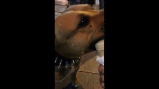 Joker Dondurma Yerken D Pitbull Esenler