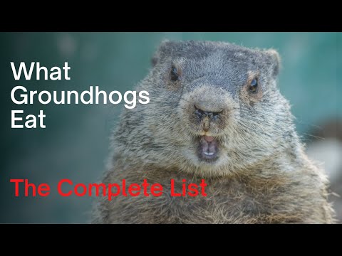 Video: Eten groundhogs slangen?