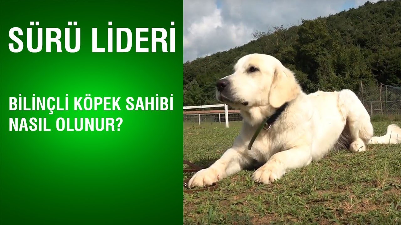 Sürü Lideri Bilinçli Köpek Sahibi Nasıl Olunur? YouTube