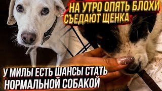 У Шанса на утро опять полно блох😱 Куда пропал кот Кассир? Воспитываем Милу.