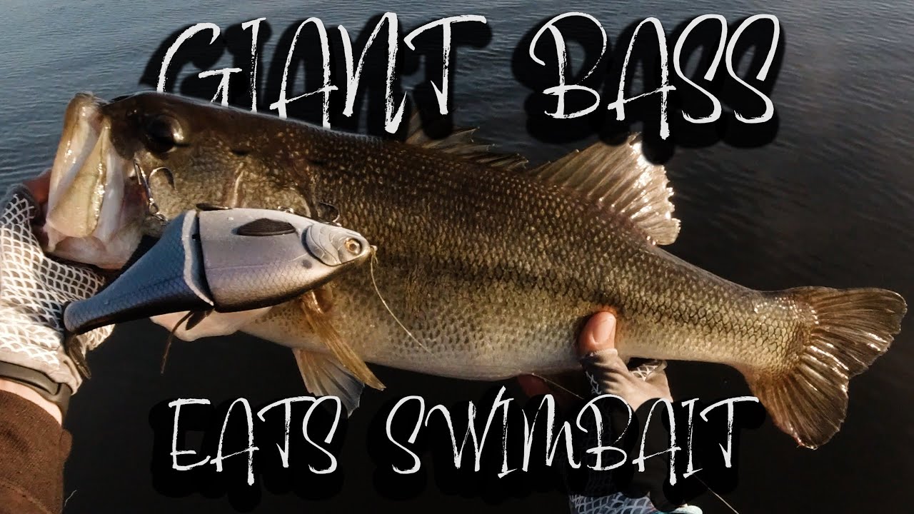 Giant Bass caught on Swimbait!  (Phoney Frogs Shad Glide)