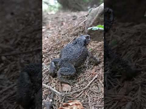 Черная лягушка, которая