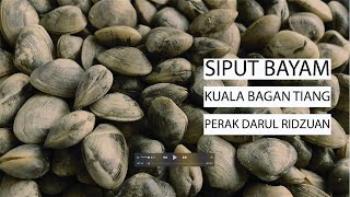 Siput Bayam, Kuala Bagan Tiang