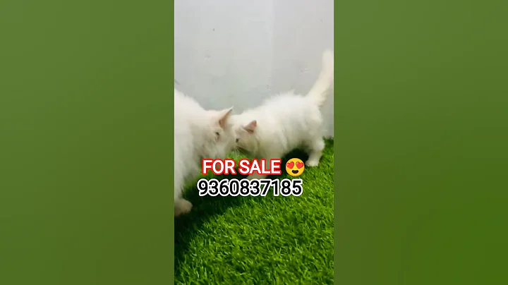 Video 11512551: persian cat pets, best persian cat