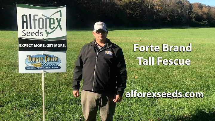 Forte Brand Tall Fescue from Alforex Seeds with Ti...