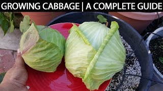 A Complete Guide To Growing Cabbage In Containers &  Raised Beds