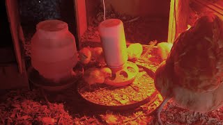 These Chicks survived the deep Freeze, Here's how