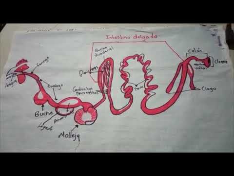 Vídeo: Diferencia Entre Monogástrico Y Rumiante