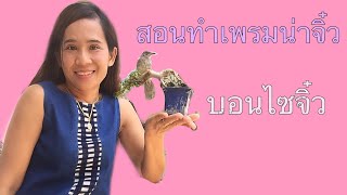 สอนทำเพรมน่าจิ๋ว,บอนไซจิ๋ว,kaeo bonsai on the rock