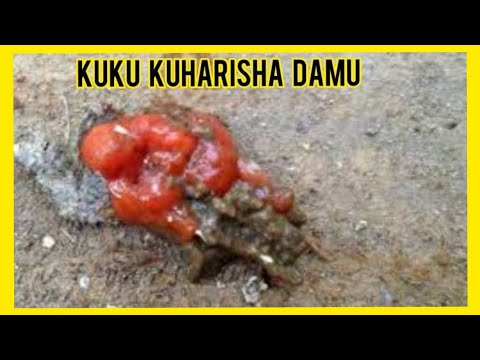 Video: Jinsi Ya Kutibu Kuhara Kwa Kuku