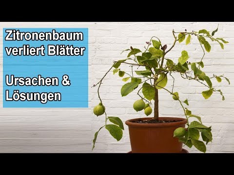 Video: Warum sind die Blätter nicht von meinem Baum gefallen?