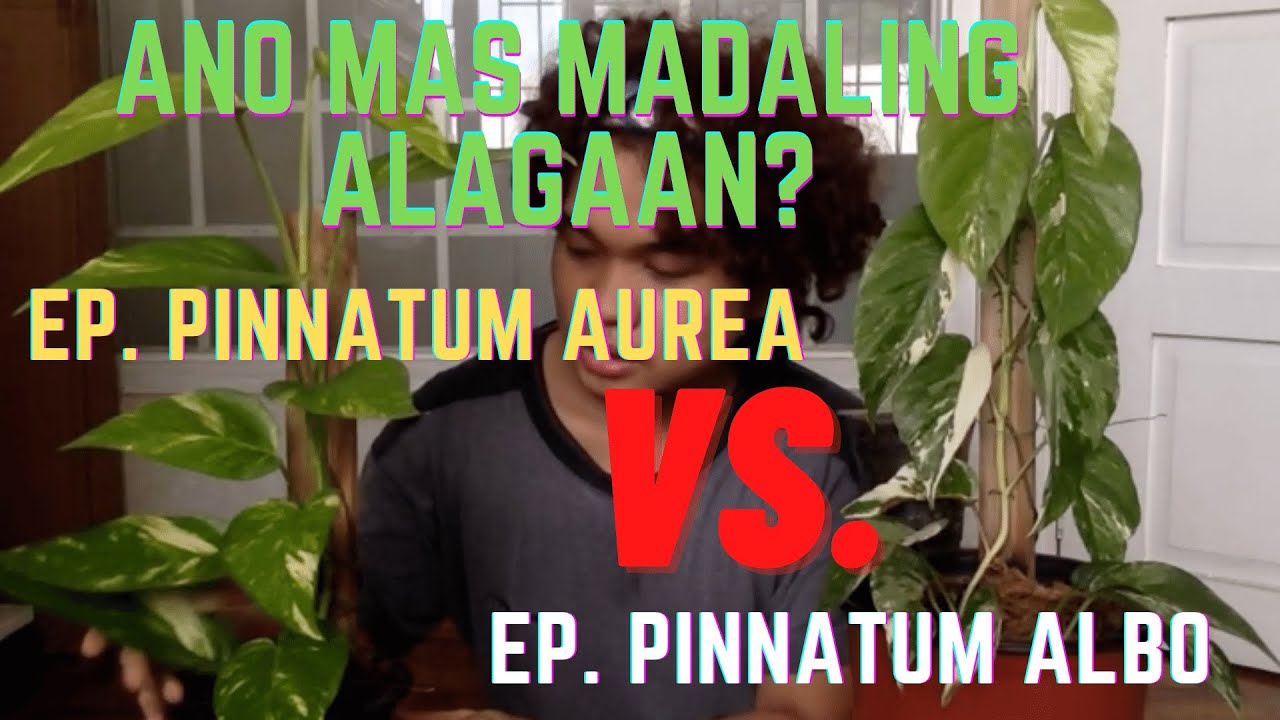 epipremnum pinnatum yellow flame vs aurea