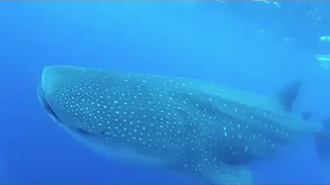 Saint Helena Island, 9 meter / 29 foot Whale Shark
