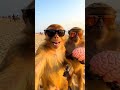 #viral #trending #monkey #viralvideo