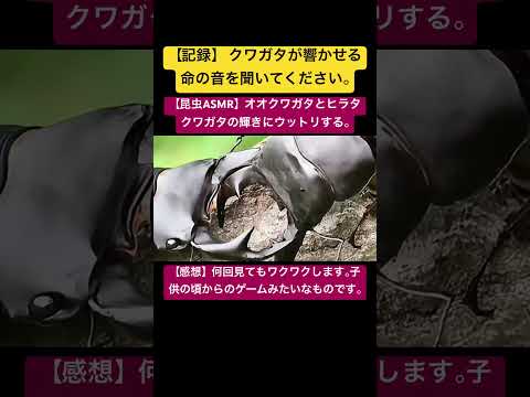 【昆虫ASMR】オオクワガタとヒラタクワガタの輝きにウットリする。 #cover #4k #昆虫図鑑 #昆虫観察 #昆虫撮影 #昆虫採集 #stagbeetle #undaze #asmr