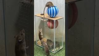 Best Mouse Trap Idea/Good Rat Trap Plastic Ball #Rat #Rattrap #Mousetrap2022