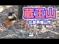 福山市の蔵王山に登りました 野鳥とふれあえる 街を見下ろす癒しの登山