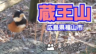 福山市の蔵王山に登りました 野鳥とふれあえる 街を見下ろす癒しの登山